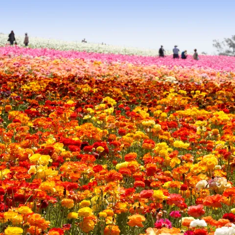 Agriculture UC Agriculture and Natural Resources